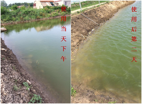 肥水困難、藻類(lèi)缺乏處理前后效果